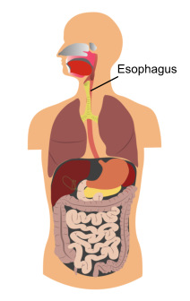athens gi center - esophagus