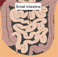 Athens GI Center- Small Intestine