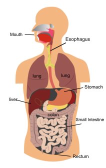 athens gi center - irritable bowel